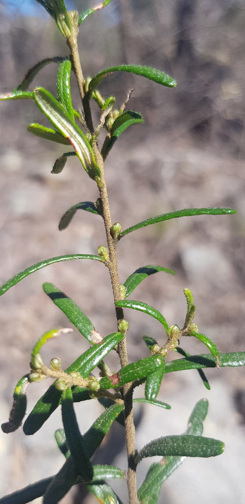 Bertya glandulosa photo 6