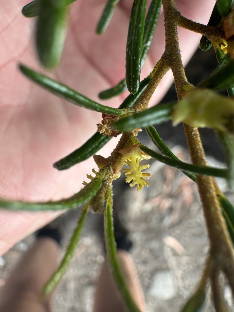 Bertya glandulosa photo 7