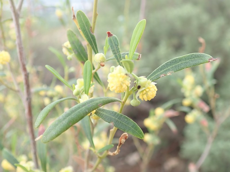 Bertya gummifera photo 2