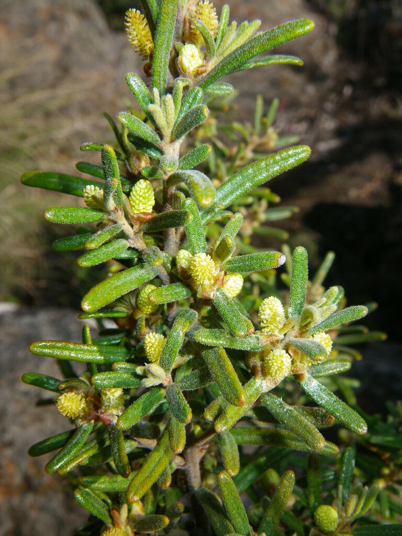 Bertya mollissima