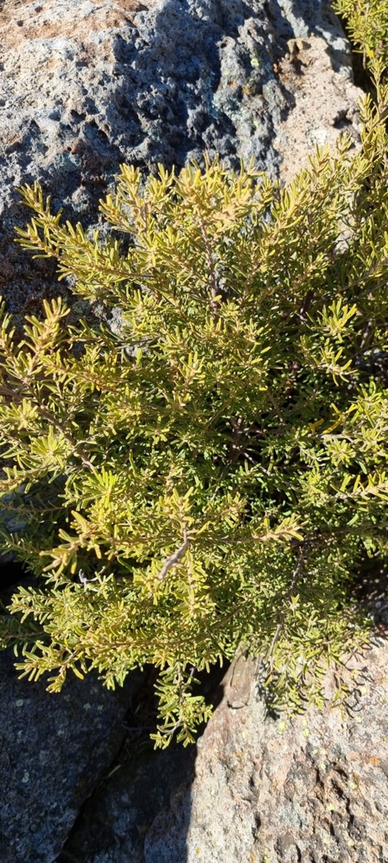 Bertya mollissima photo 2