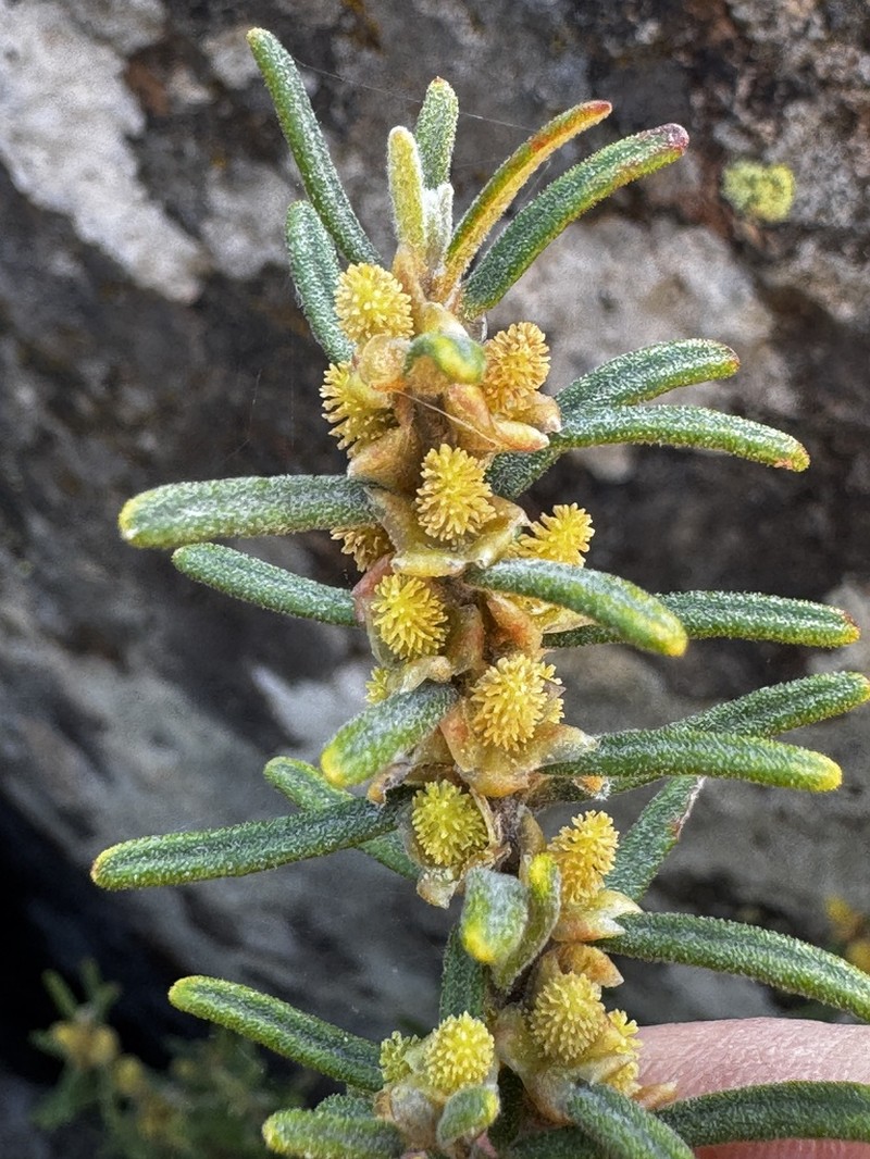 Bertya mollissima photo 3