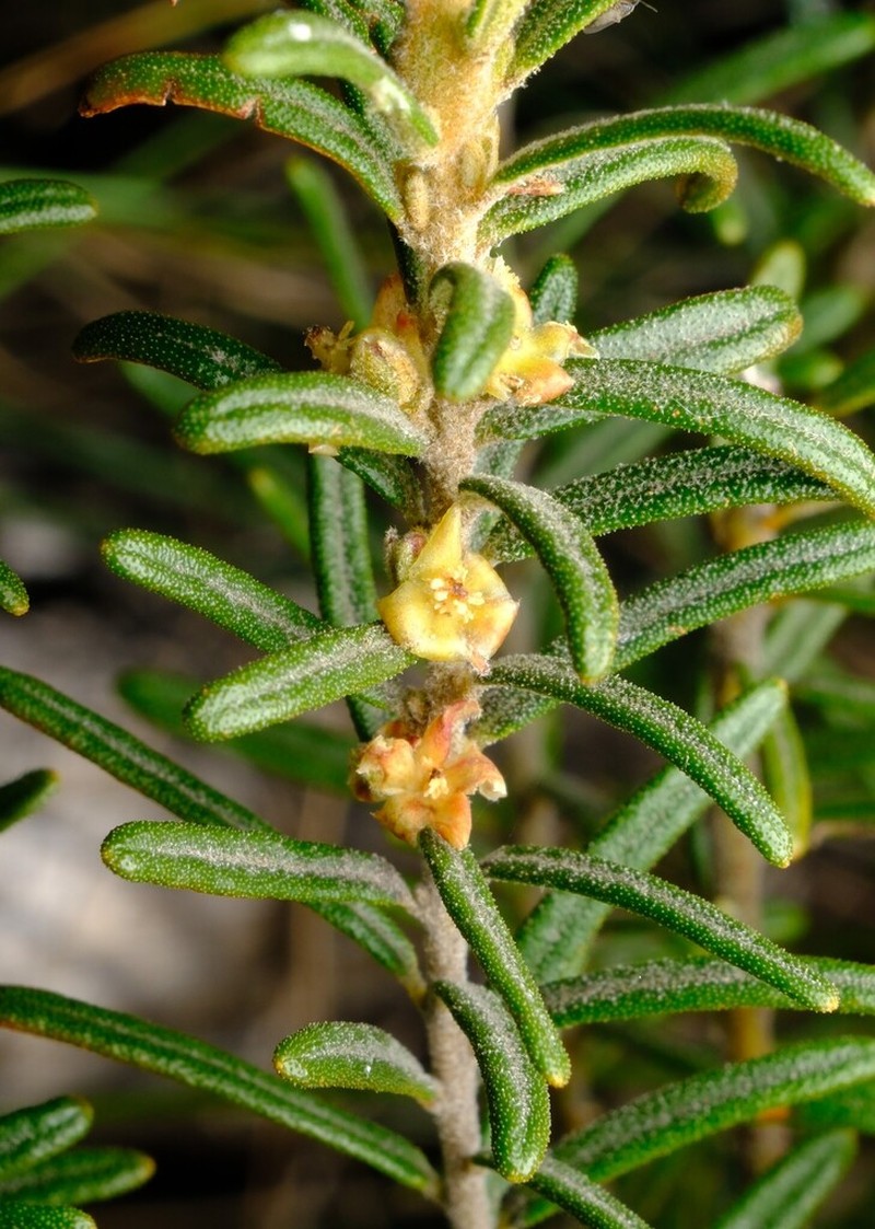 Bertya mollissima photo 5