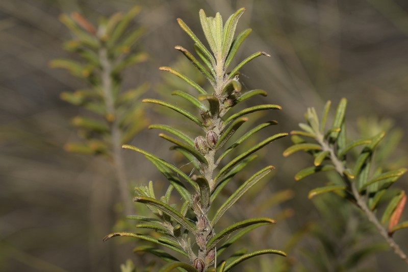 Bertya mollissima photo 6