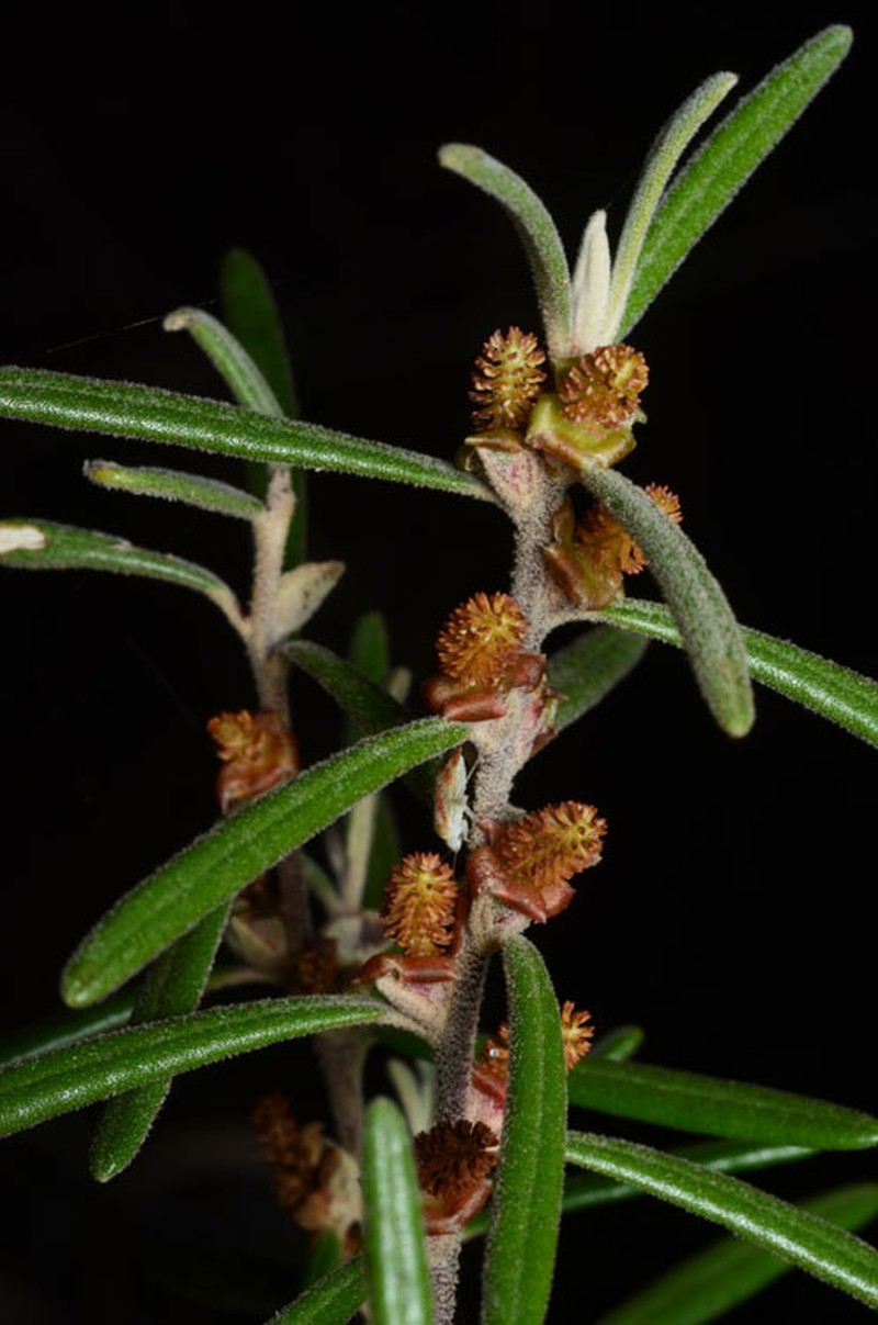 Bertya oleifolia