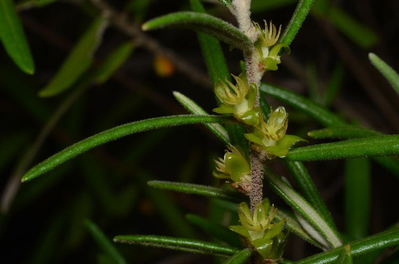 Bertya oleifolia photo 2