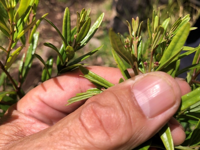 Bertya oleifolia photo 3