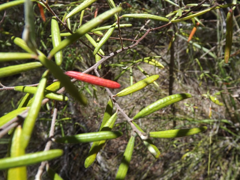 Bertya oleifolia photo 4