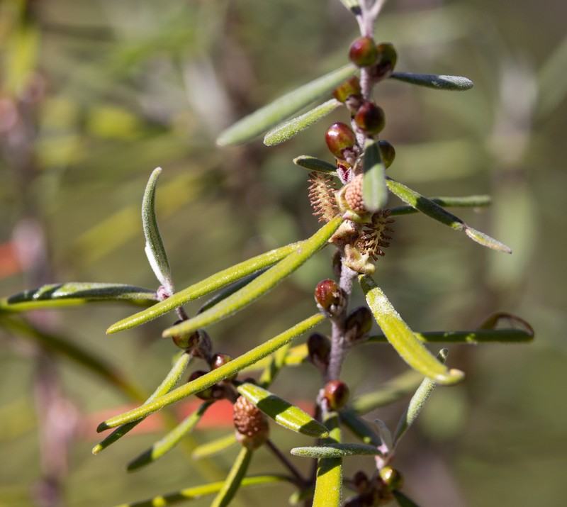 Bertya oleifolia photo 5