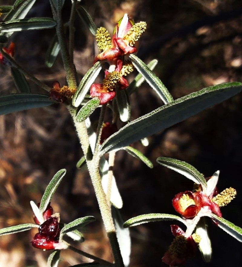 Bertya oleifolia photo 6