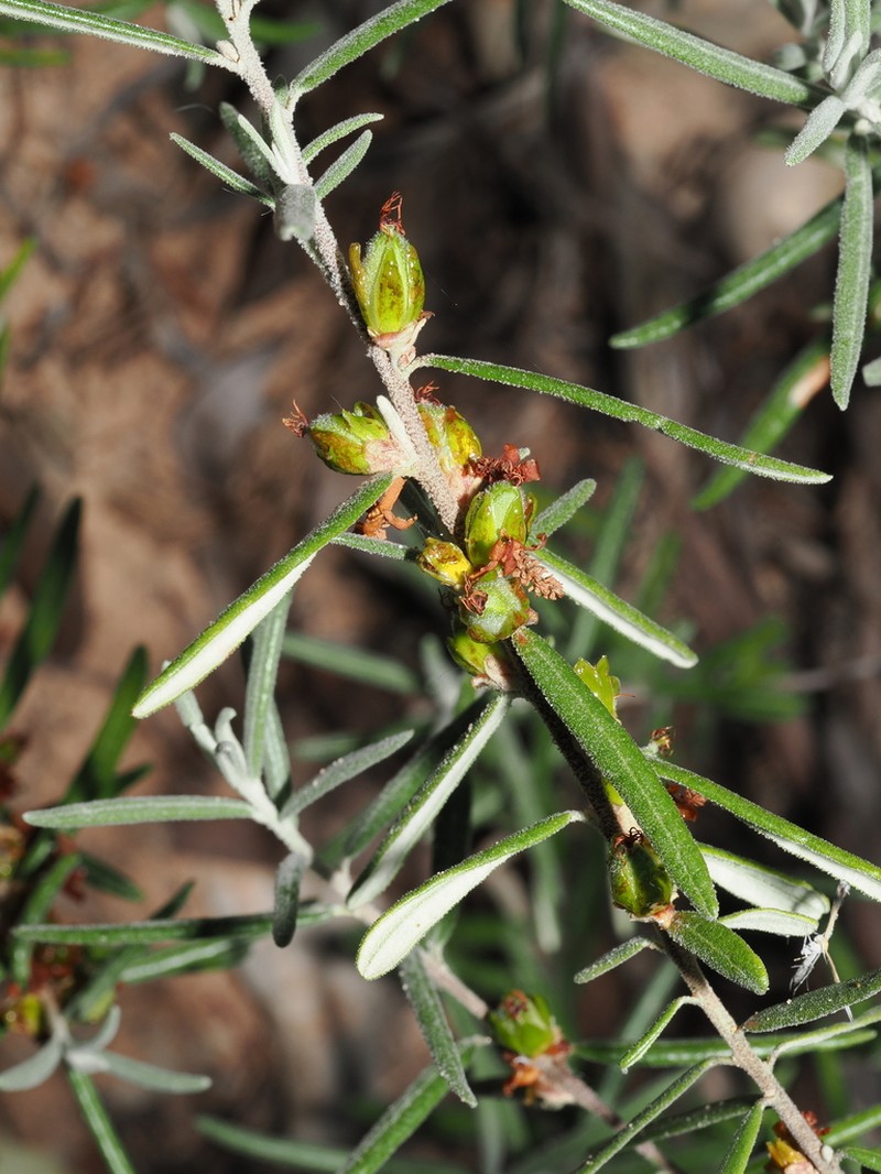Bertya oleifolia photo 7