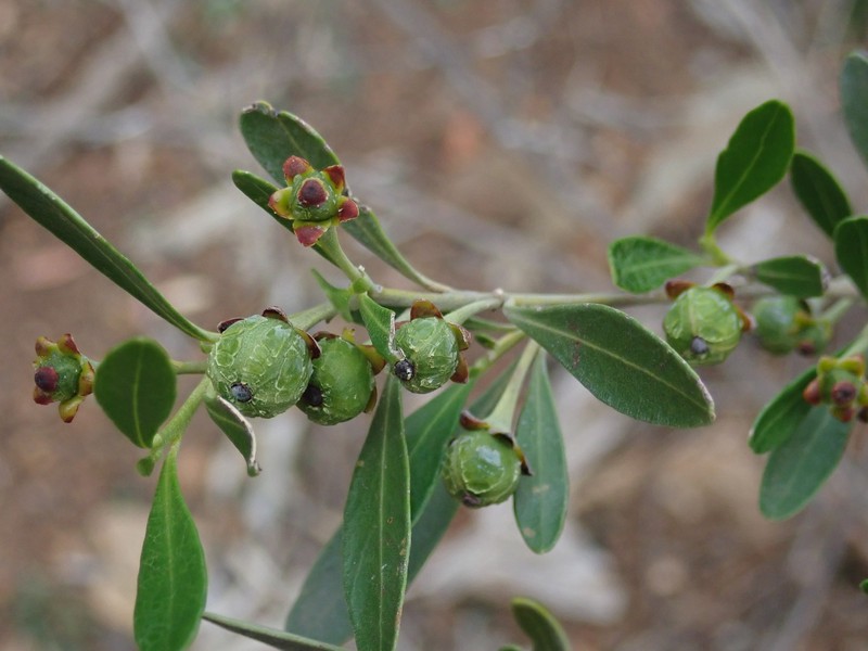 Bertya opponens