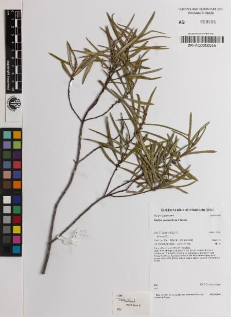 Bertya pedicellata