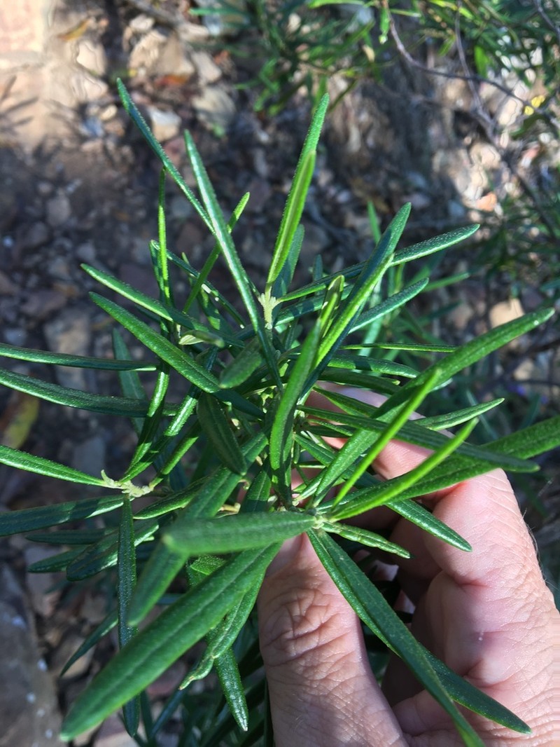 Bertya pedicellata photo 2