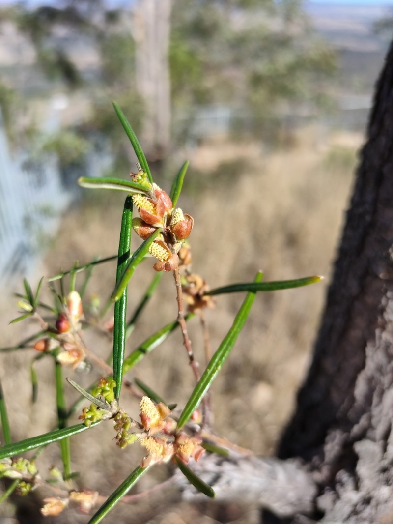 Bertya pedicellata photo 3