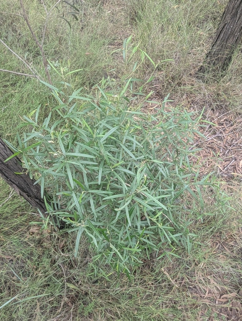 Bertya pedicellata photo 4