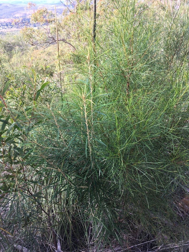 Bertya pedicellata photo 5