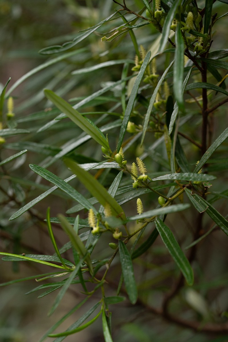 Bertya pedicellata photo 7