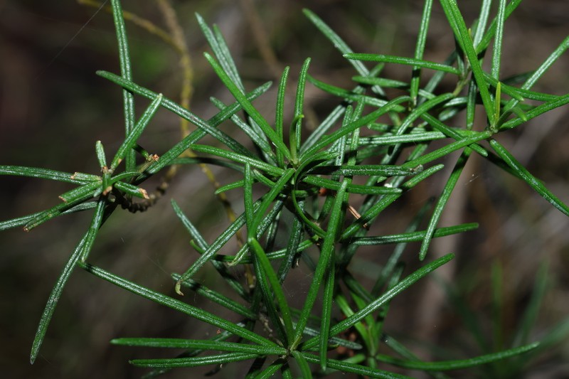 Bertya pinifolia