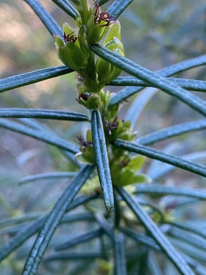 Bertya pinifolia photo 2