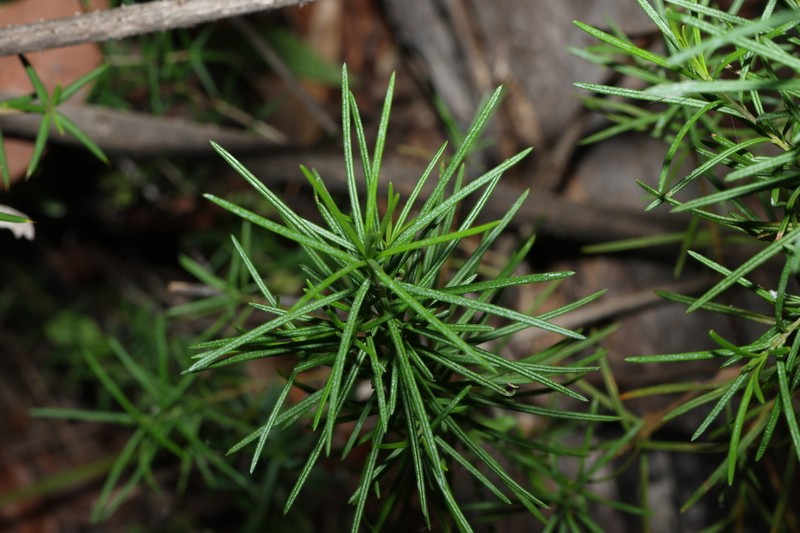 Bertya pinifolia photo 3