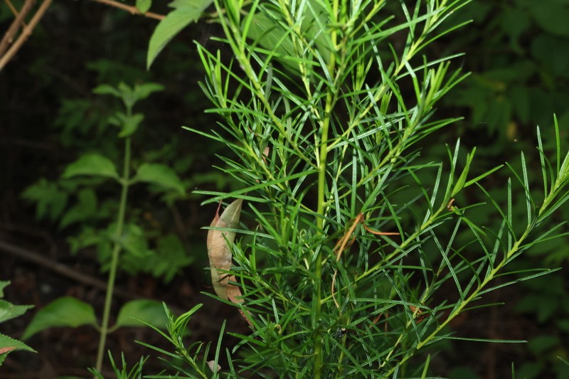 Bertya pinifolia photo 4