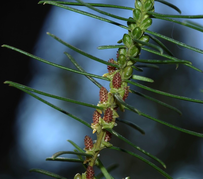 Bertya pinifolia photo 5