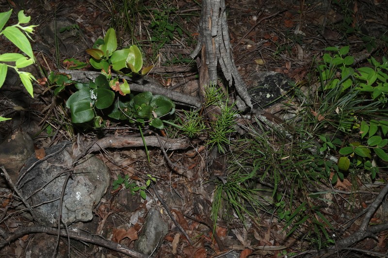 Bertya pinifolia photo 6