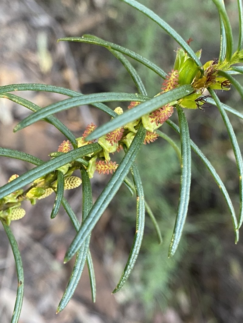 Bertya pinifolia photo 7