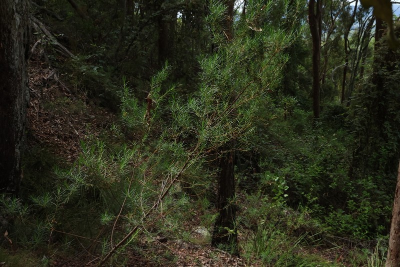 Bertya pinifolia photo 8