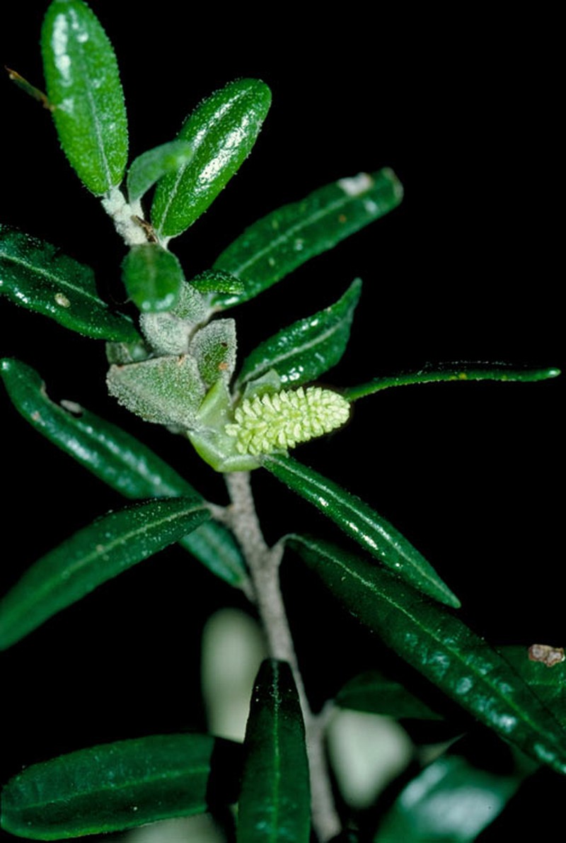 Bertya polystigma