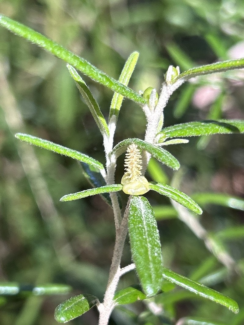 Bertya polystigma photo 2