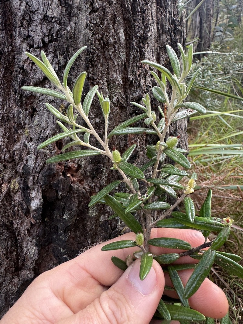 Bertya polystigma photo 3