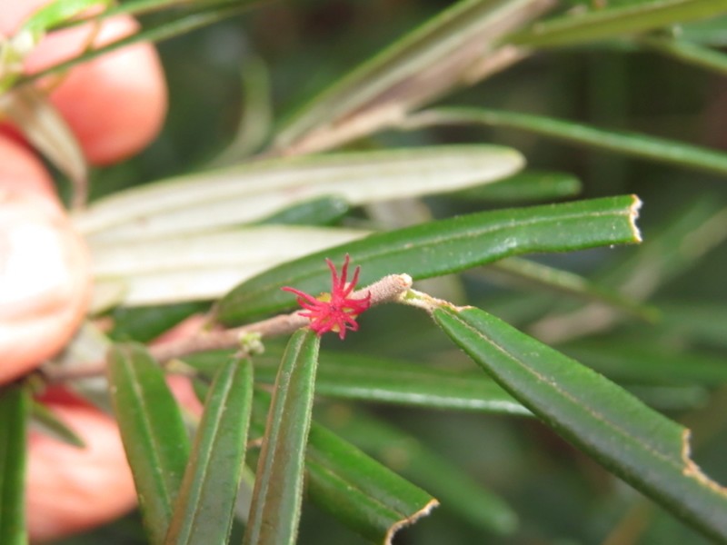 Bertya polystigma photo 5