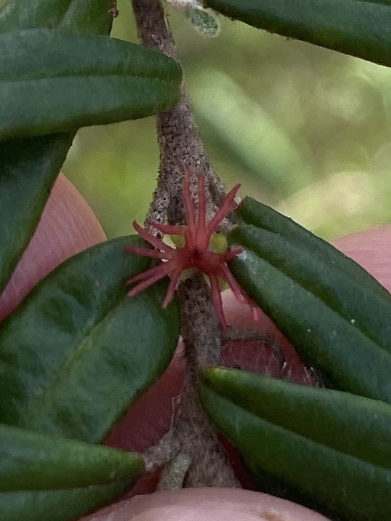 Bertya polystigma photo 6