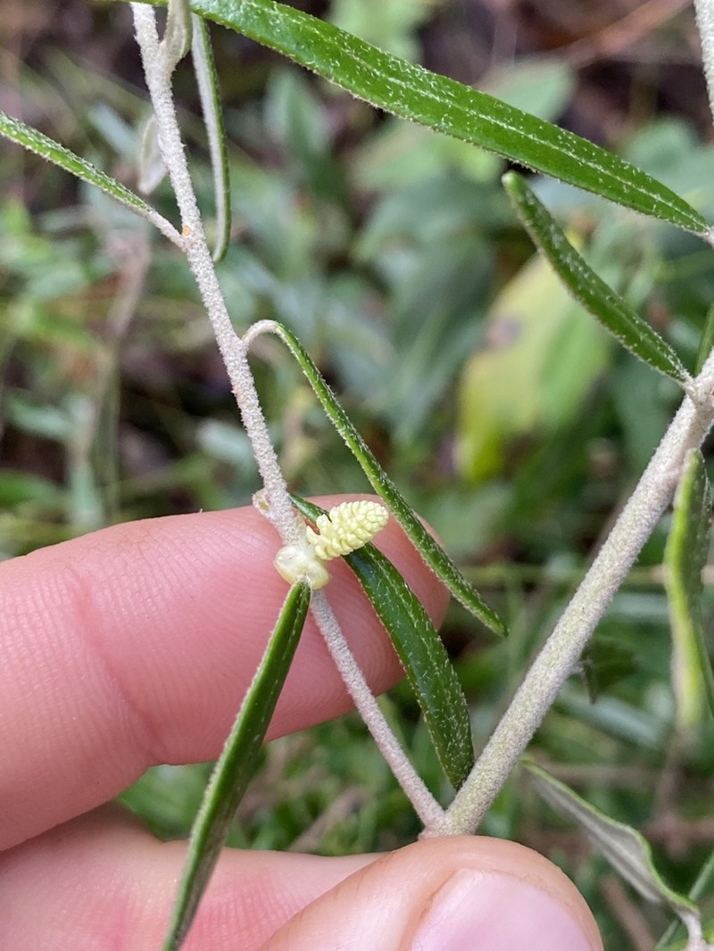 Bertya polystigma photo 7