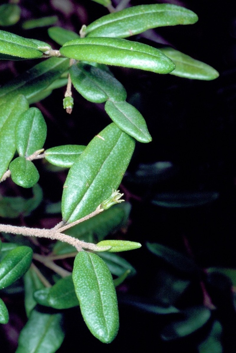 Bertya pomaderroides