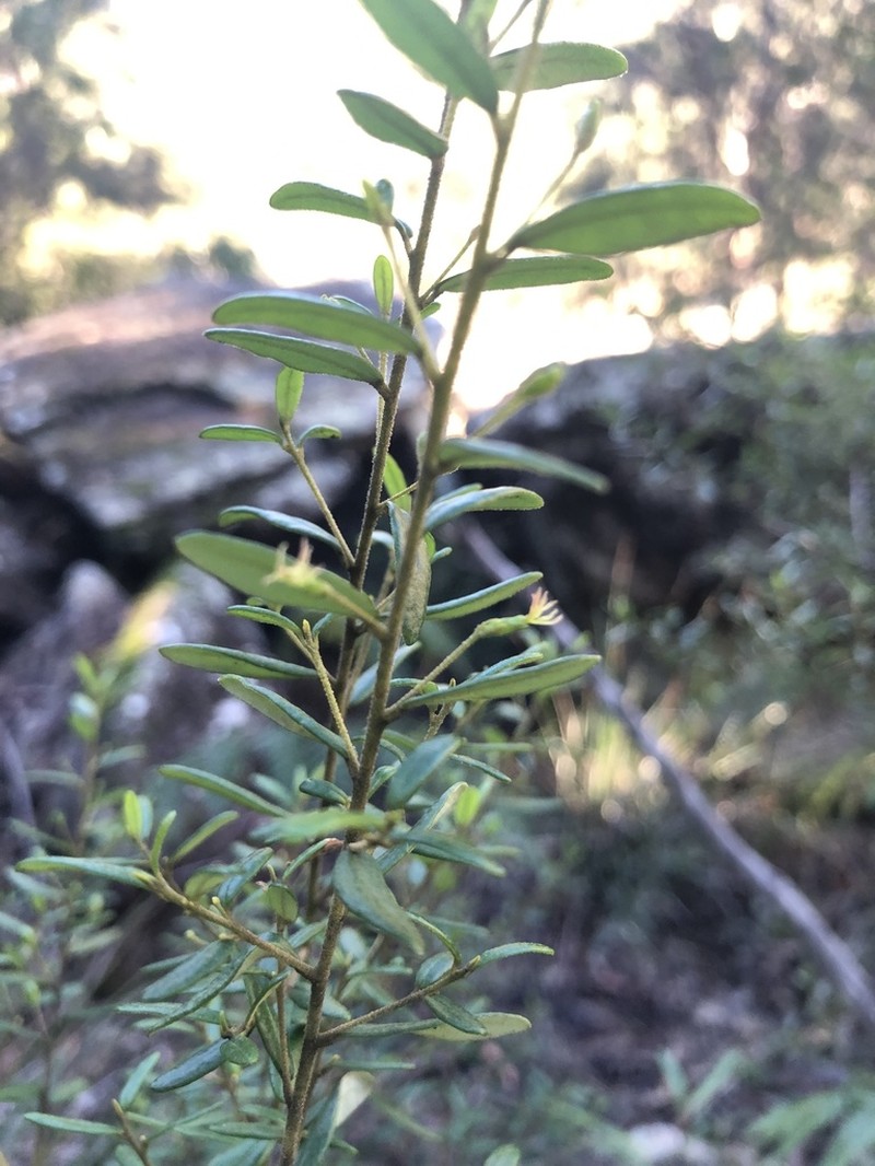 Bertya pomaderroides photo 3