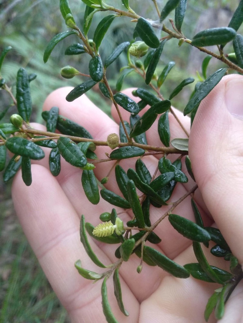 Bertya pomaderroides photo 6
