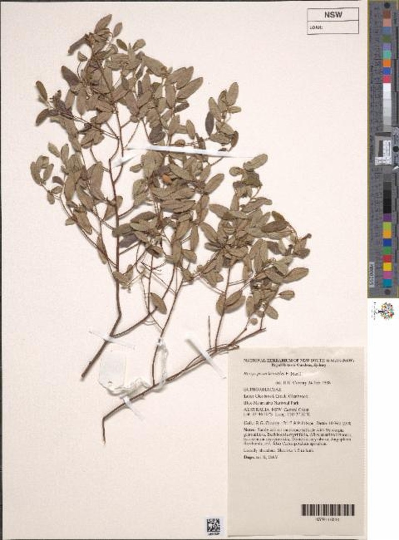 Bertya pomaderroides photo 7