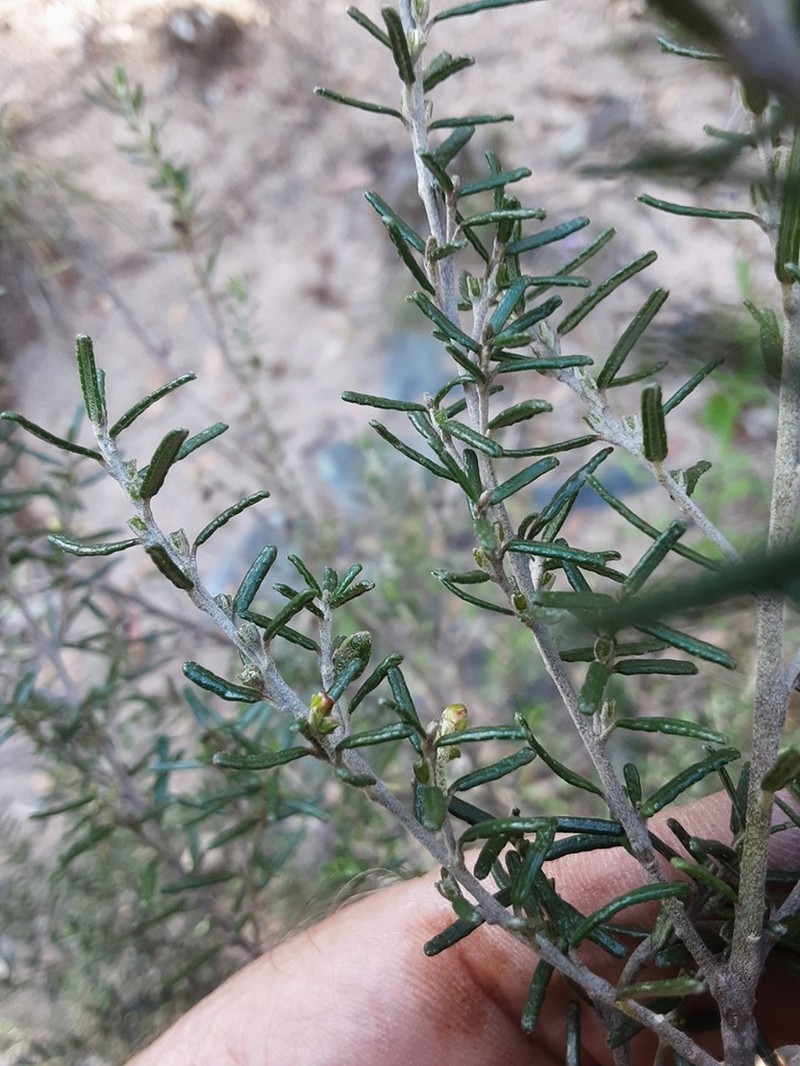 Bertya rosmarinifolia