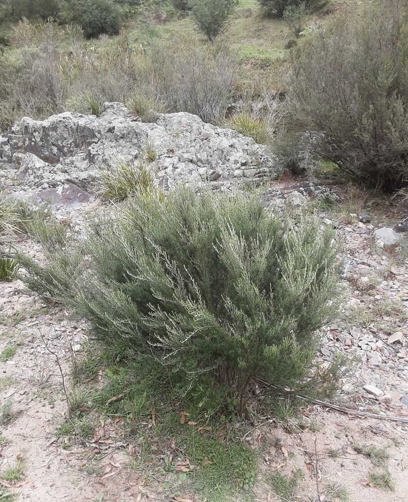 Bertya rosmarinifolia photo 2