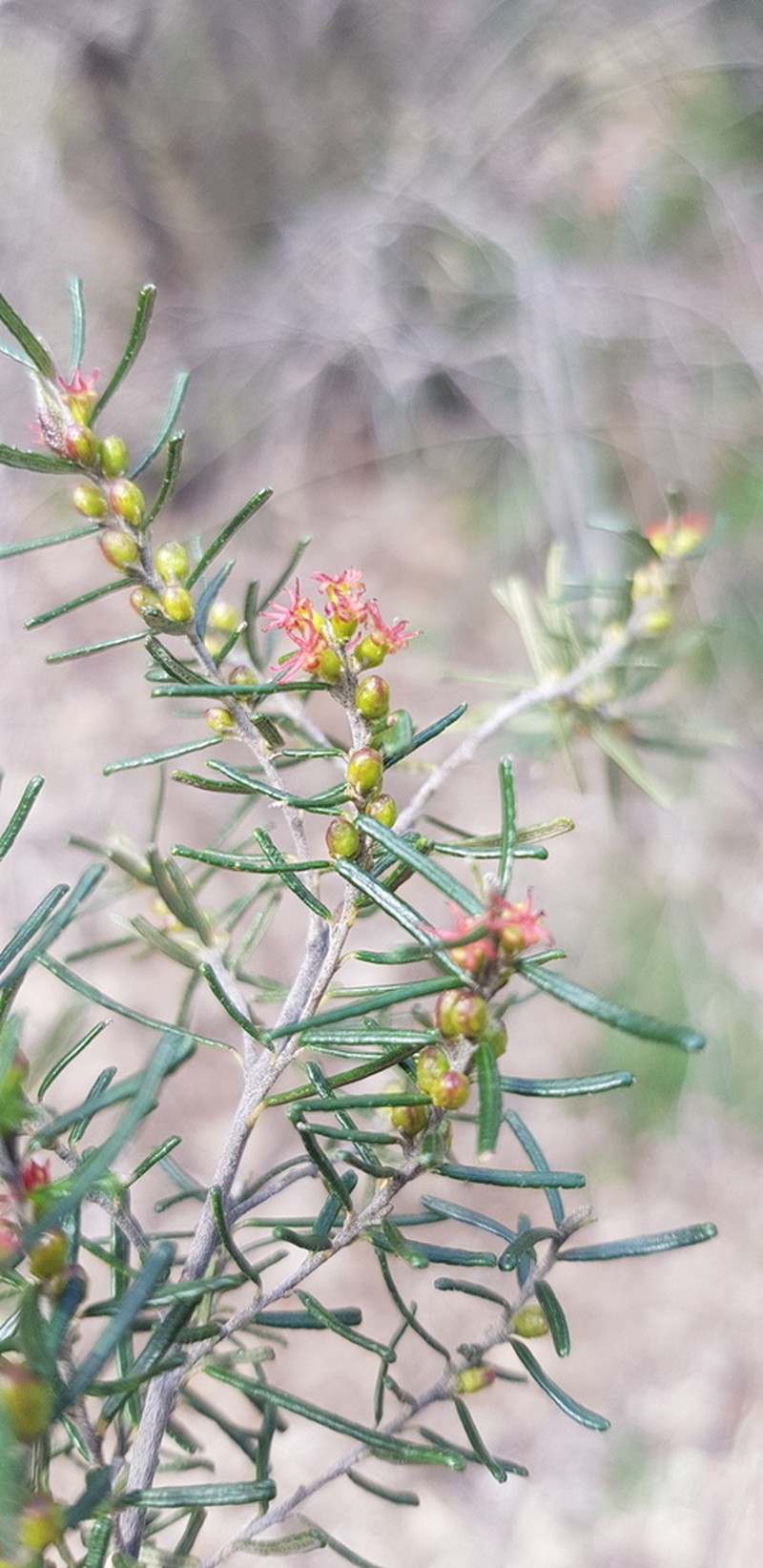 Bertya rosmarinifolia photo 3