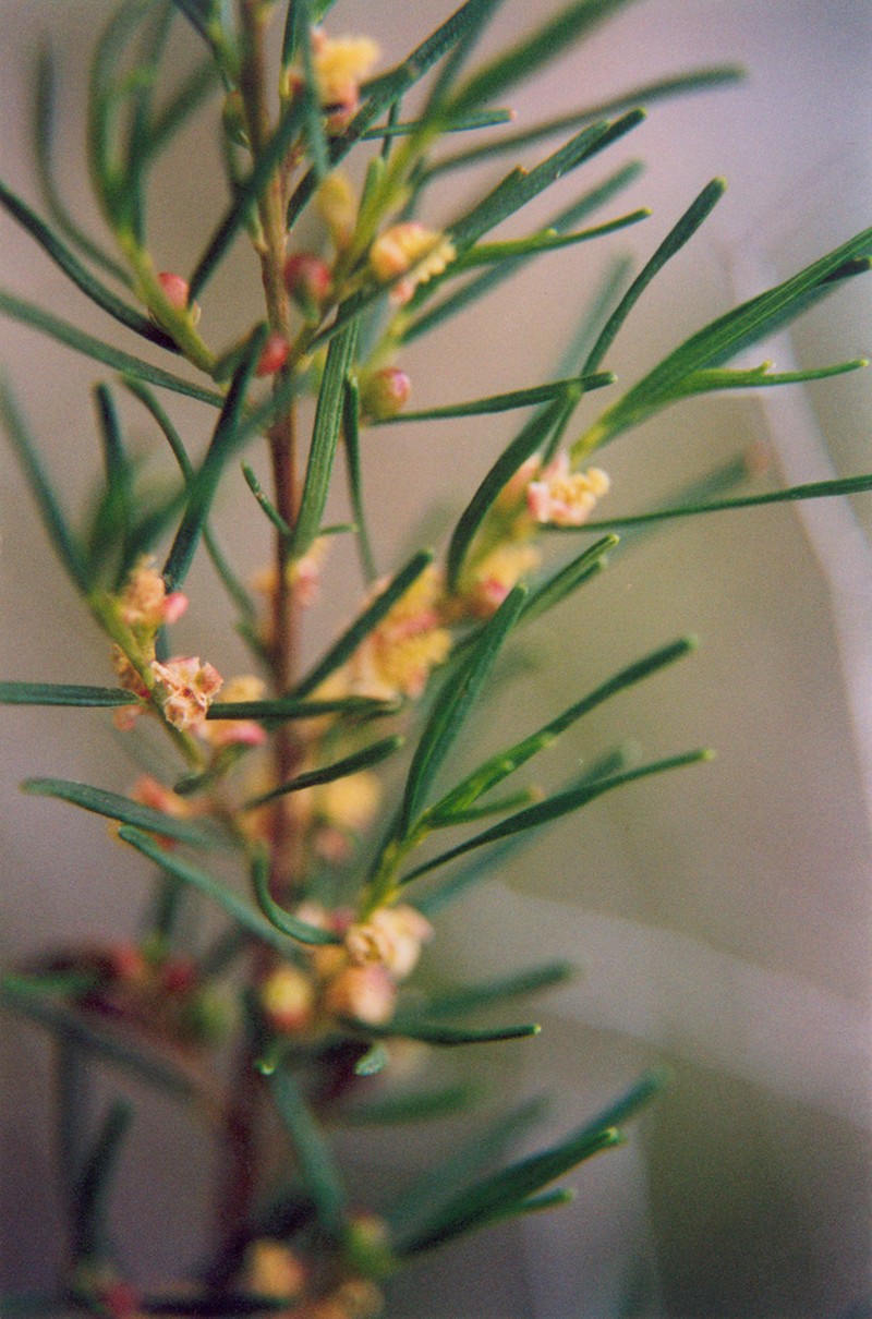Bertya rosmarinifolia photo 4