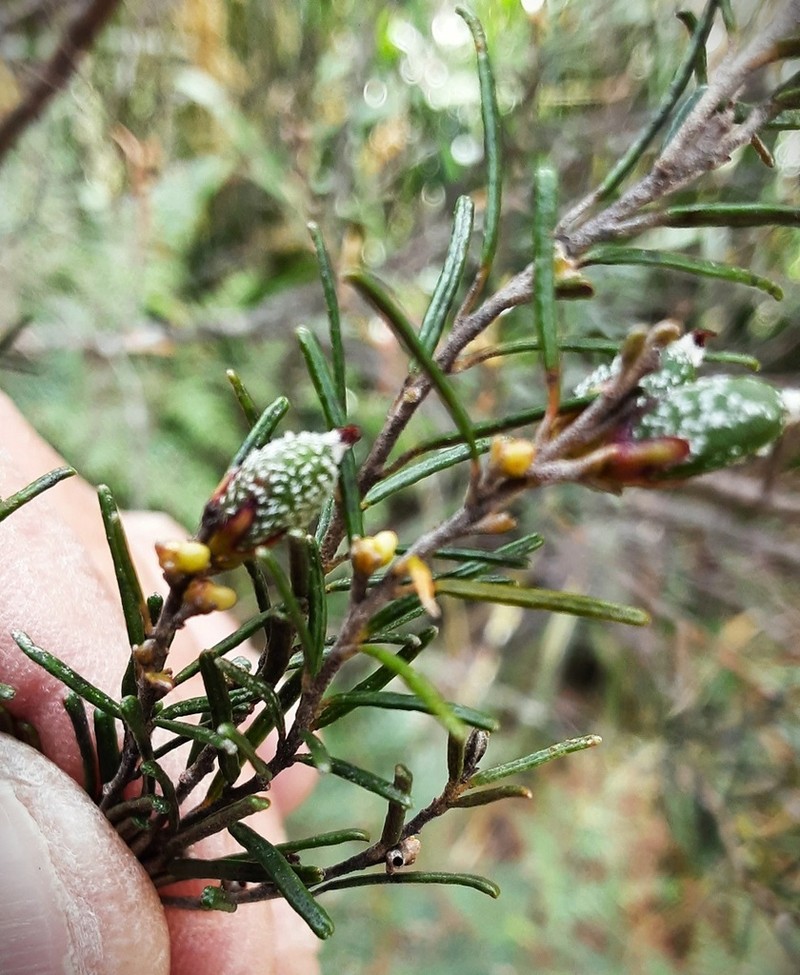 Bertya rosmarinifolia photo 5