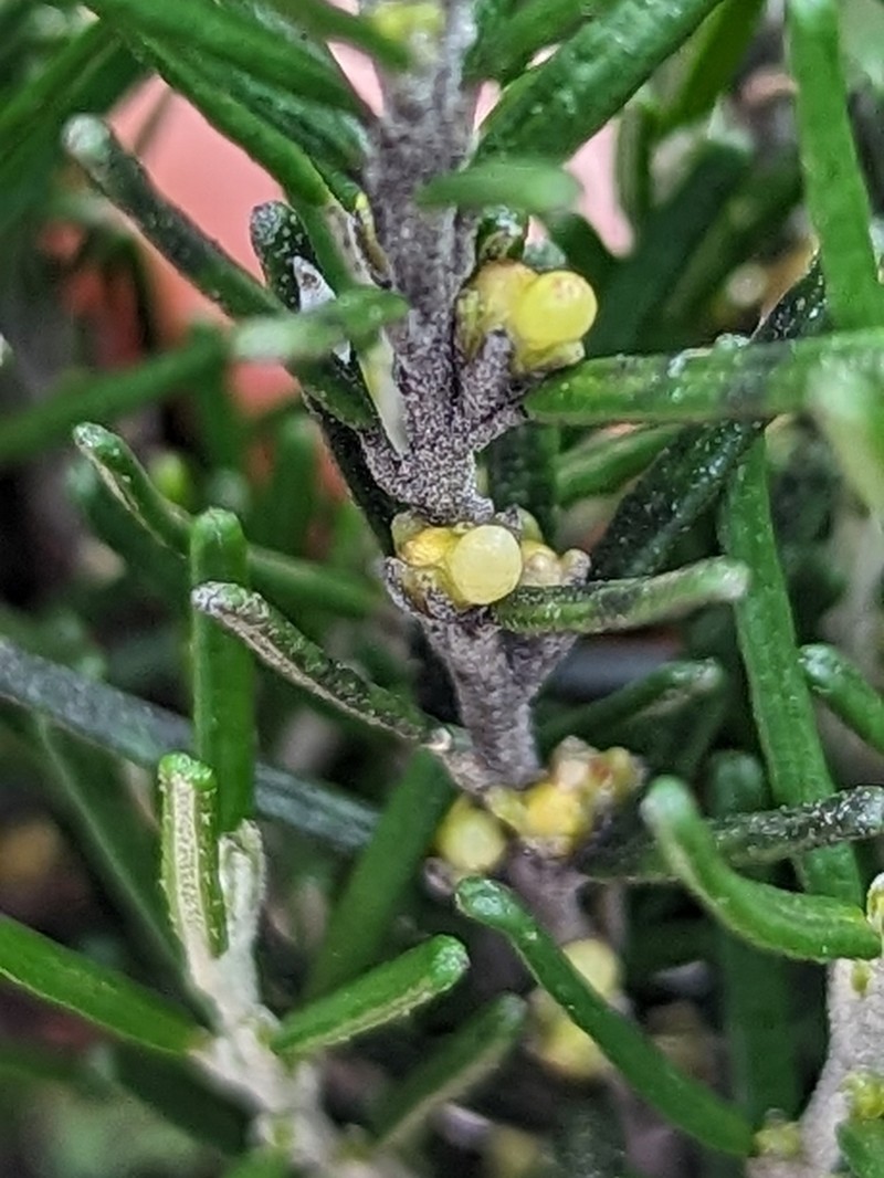 Bertya rosmarinifolia photo 6