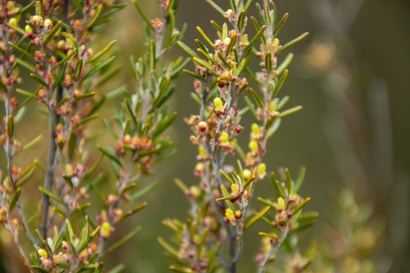 Bertya rosmarinifolia photo 7
