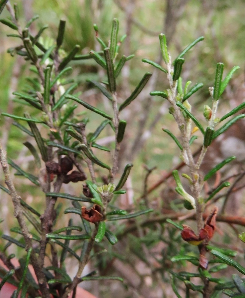 Bertya rosmarinifolia photo 8