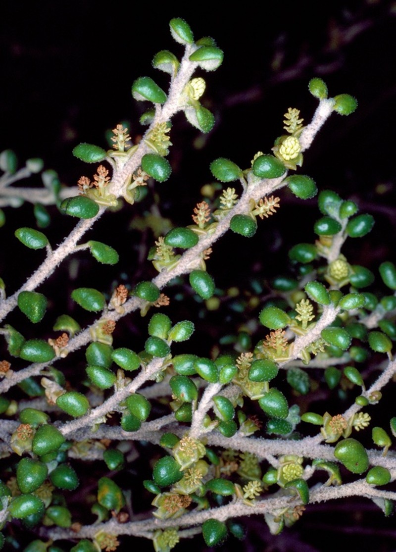 Bertya rotundifolia