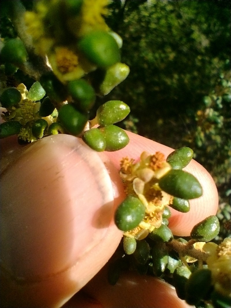 Bertya rotundifolia photo 2